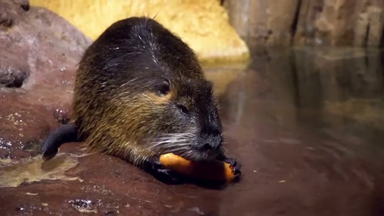 A Capybara Is Eating A Carrot - Free HD Video Clips & Stock Video Footage at Videezy!