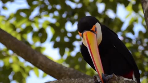 Toucan Pretty Bird.