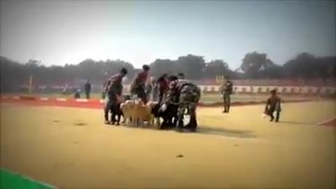 How the training dog of Indian Army has accepted the gold medal. Let's watch this video.