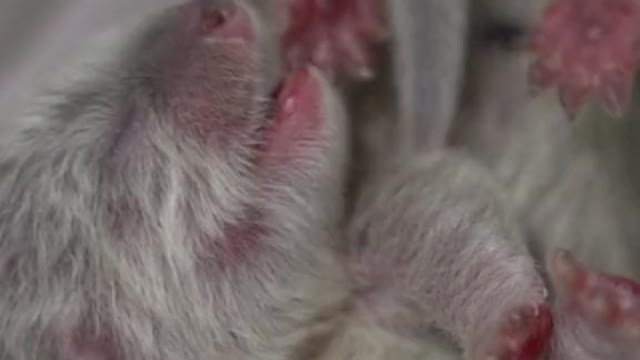 Three days old, otter pups still have pink PAWS