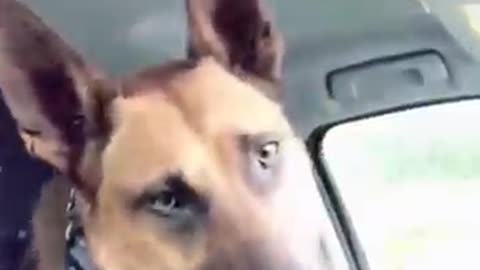 Funny animal video