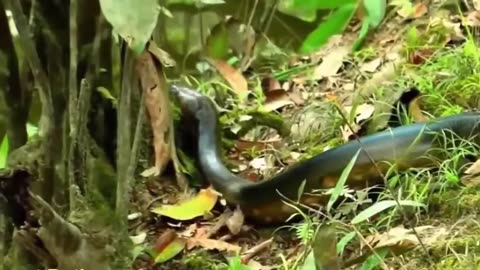 World's biggest snake Anaconda found in Africa's Amazon river | The Animal Show
