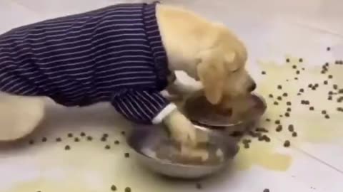 Funny Animals