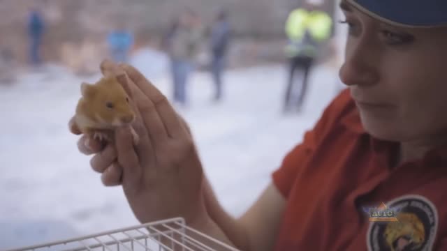 Volvo Trucks: Hamster Stunt - The Complete Story