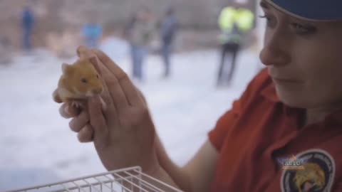 Volvo Trucks: Hamster Stunt - The Complete Story