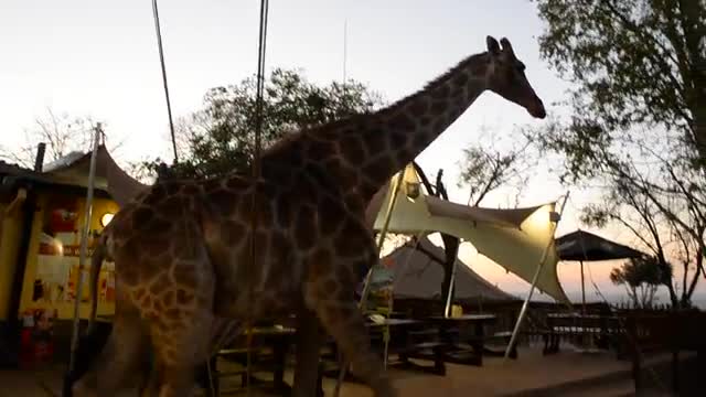 Giraffe casually walks through South African restaurant