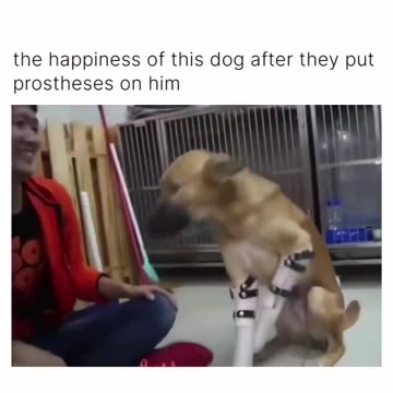 "From Struggles to Tail Wags: The Unforgettable Journey of a Dog's Happiness with Prostheses"