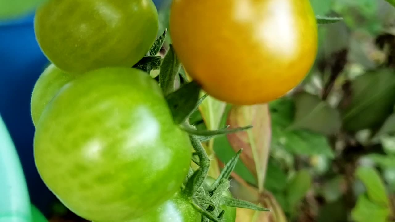 Cherry tomatoes