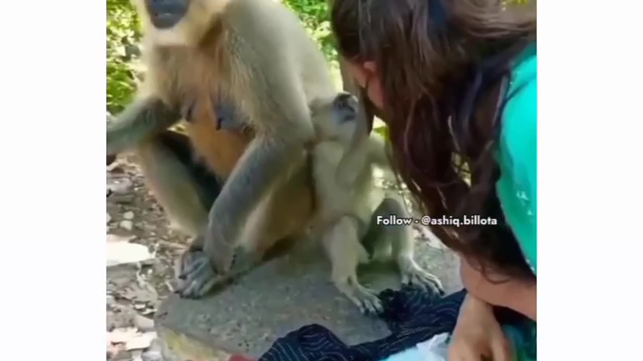 Monkey funny video