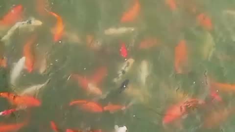 Aquarium Fish farming in lake