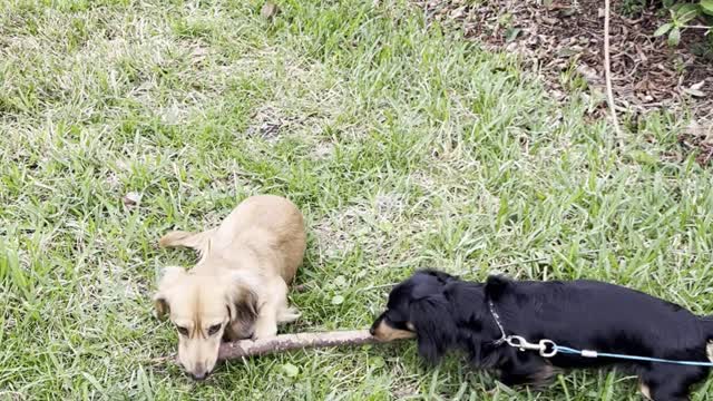Cute dogs