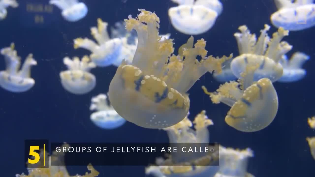 Jellyfish 101 | Nat Geo Wild