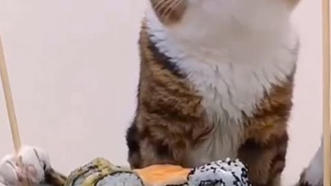 Funny Cats Videos #3