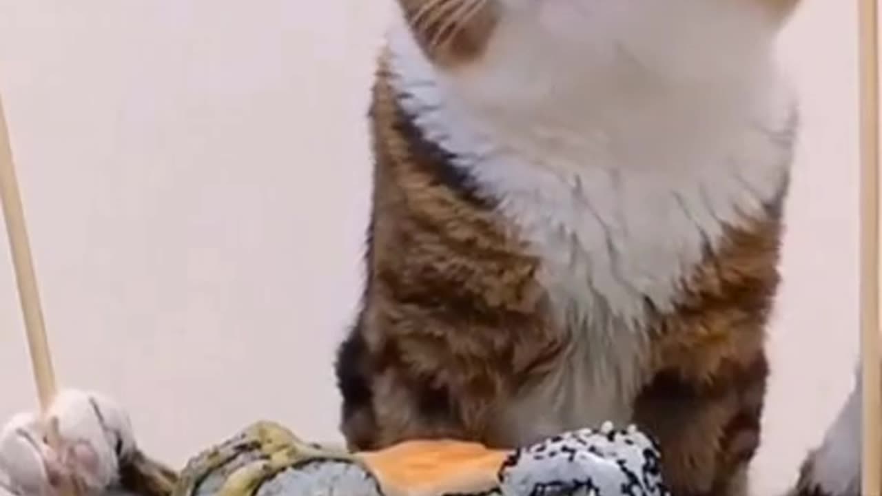 Funny Cats Videos #3