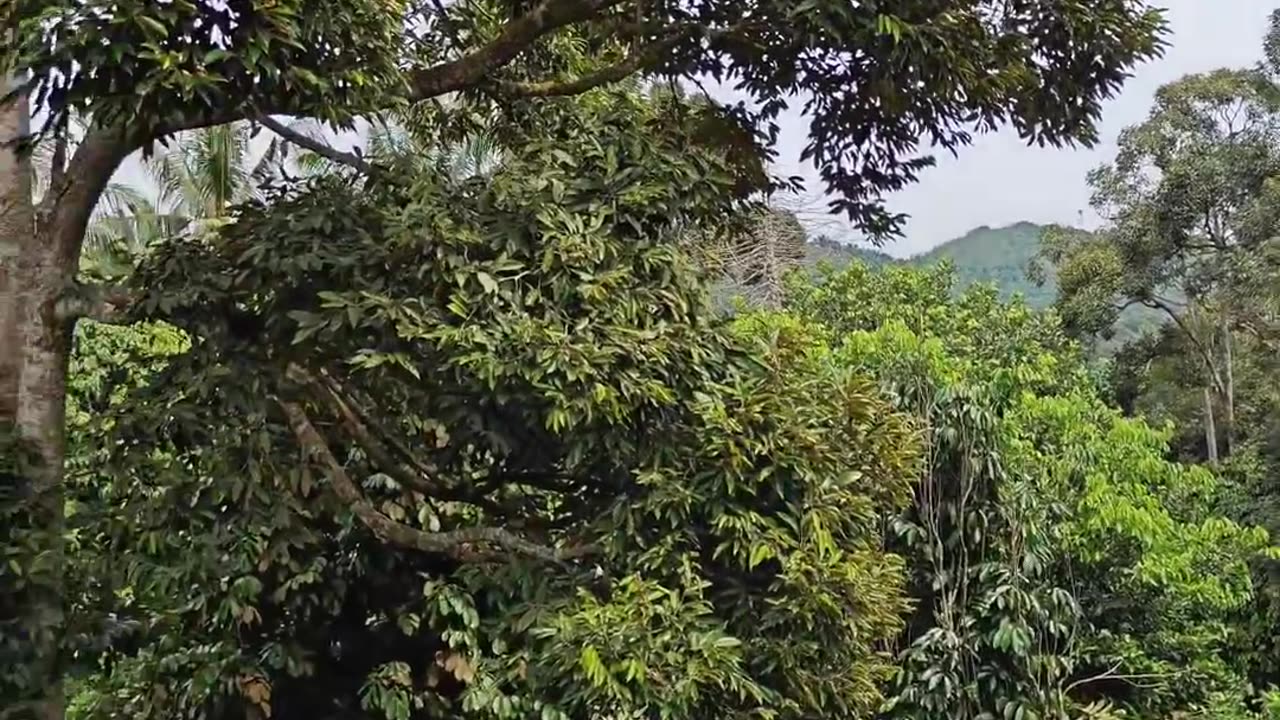 Forest peace