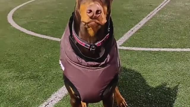 The everyday of a Doberman