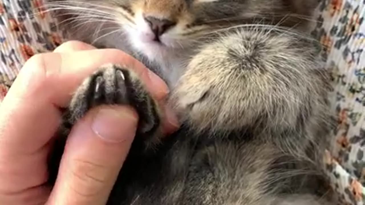 Nooo, Sleepy cat 😺