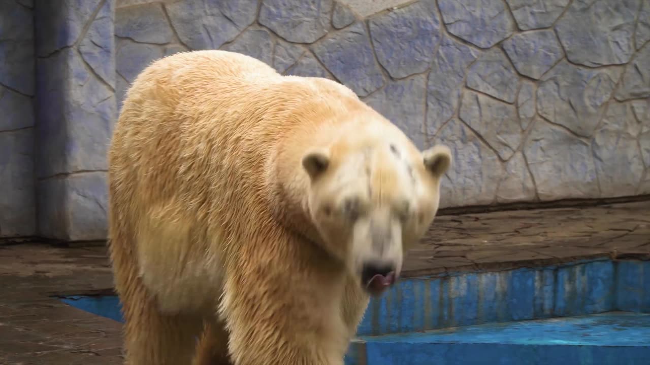 Ultimate Wild Animals Collection in 8K ULTRA HD _ 8K TV(1080P_HD)