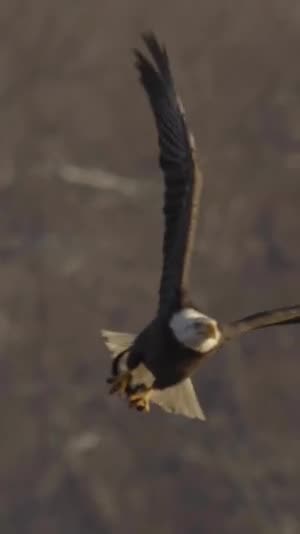 What are the characteristics of an eagle?