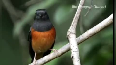 the chirping of the stone magpie in the wild