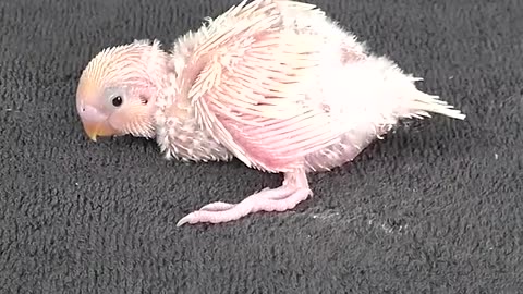 growth of baby birds
