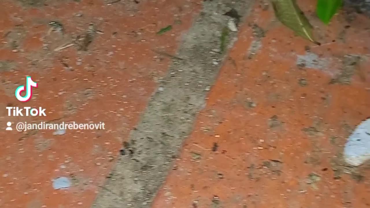Aranha armadeira com filhotes nas costas