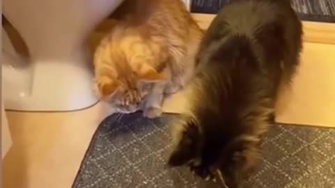 funny cats