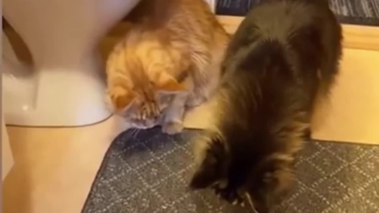 funny cats