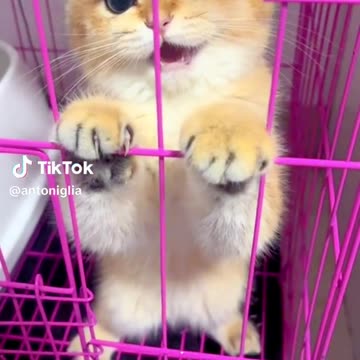 Cute kitten went angry