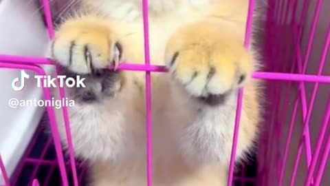 Cute kitten went angry