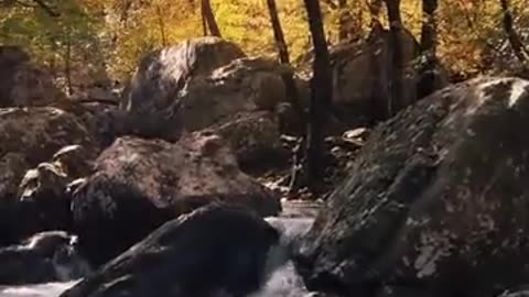 Nature video #Nature #shorts #vairal #balance of nature