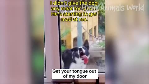 funniest dog and cat video