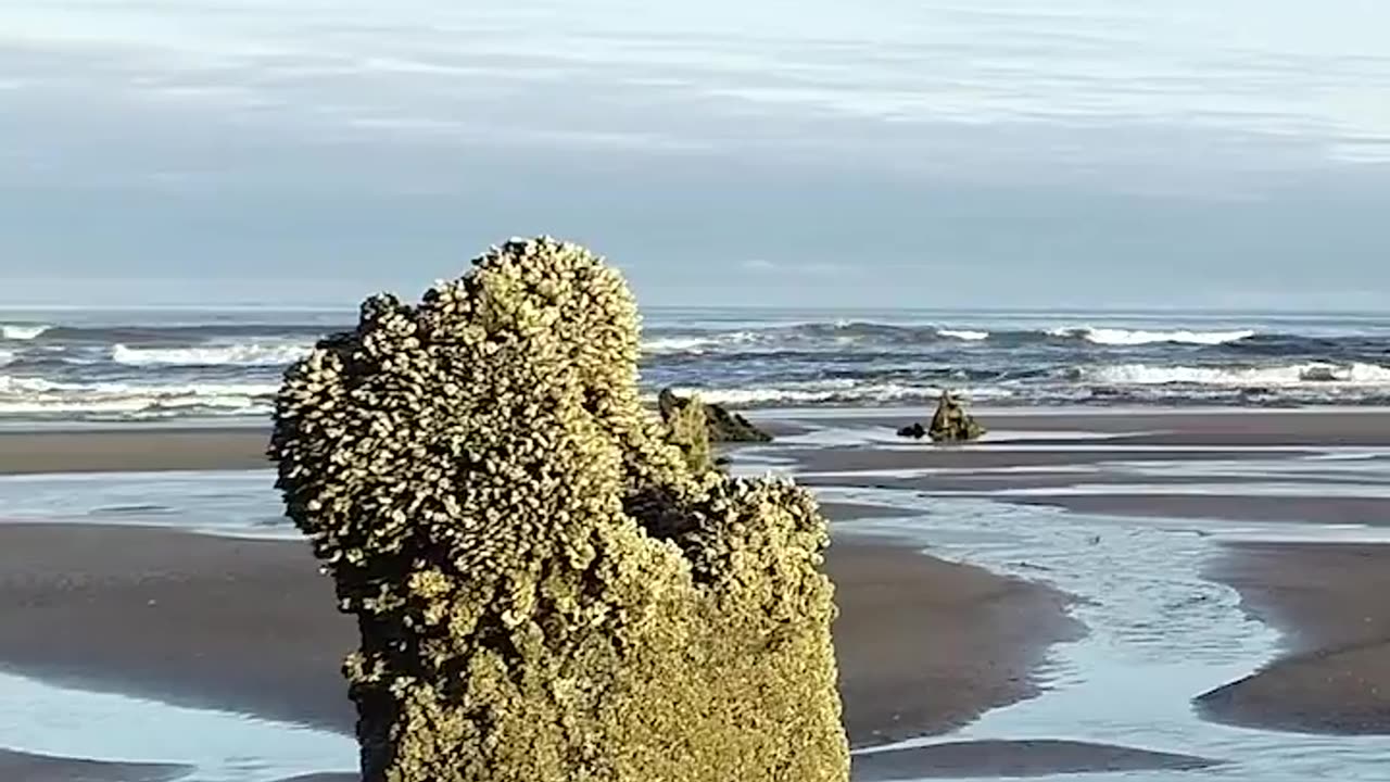 KNOWN AS THE “GHOST FORREST” THE MOST REMARKABLE NATIONAL PHENOMENA IN OREGON