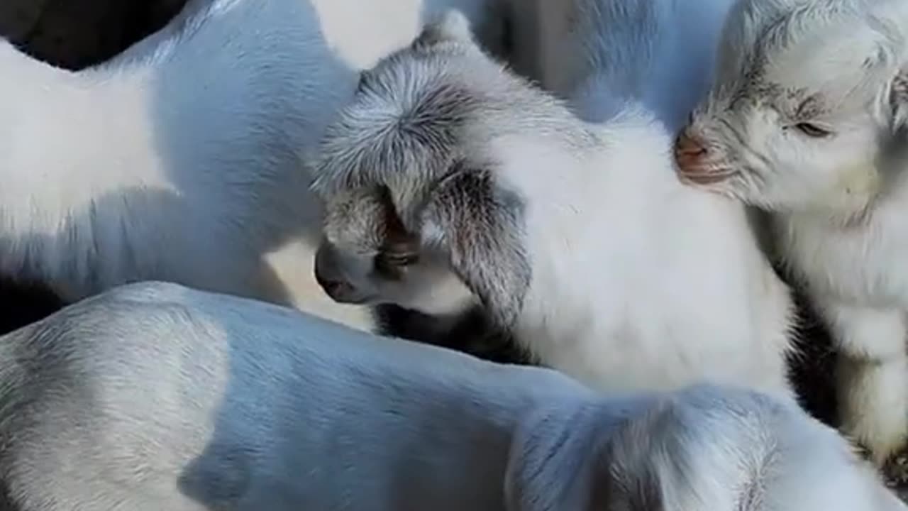 Animal Video