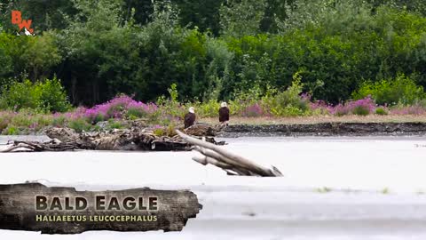 Bald Eagle Adventure