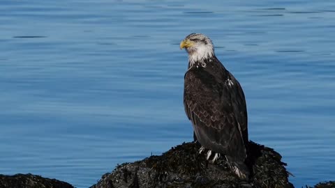 BALD EAGLE VS GOLDEN EAGLE - Which is more powerfull?