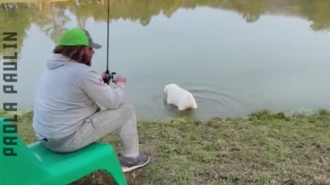 Animals Are The Funniest Ever
