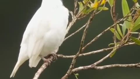 Smoking Bird