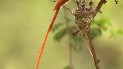 Wildlife in closer view with a natural perspective.