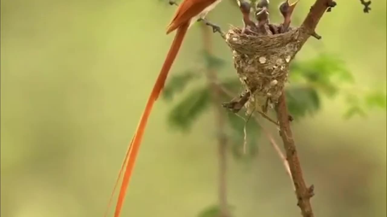 Wildlife in closer view with a natural perspective.