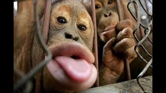 Funny Monkeys