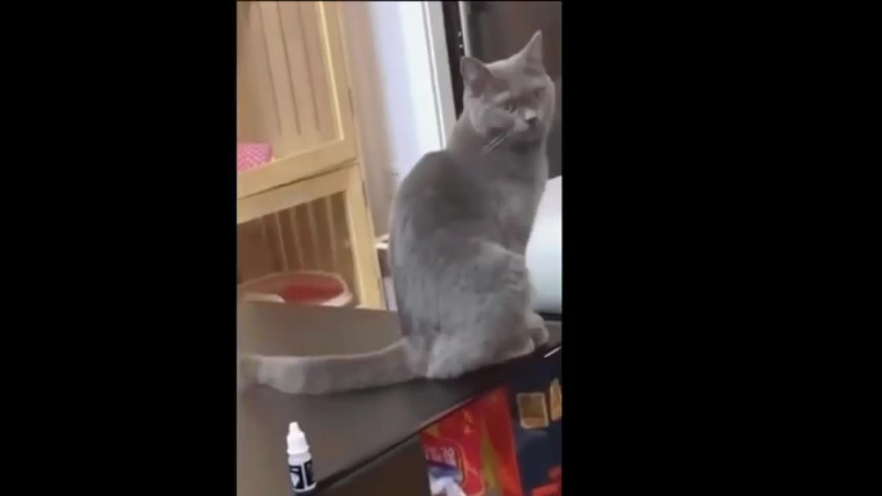 Funny_animal_videos_2023_-_Funny_cats_dogs__-_Funny_animals___Haypyy_Pett