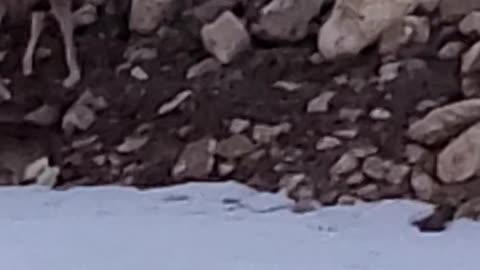 The deer are spying on the humans