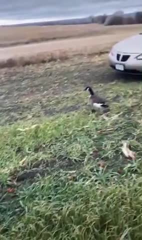 Guard goose 😁