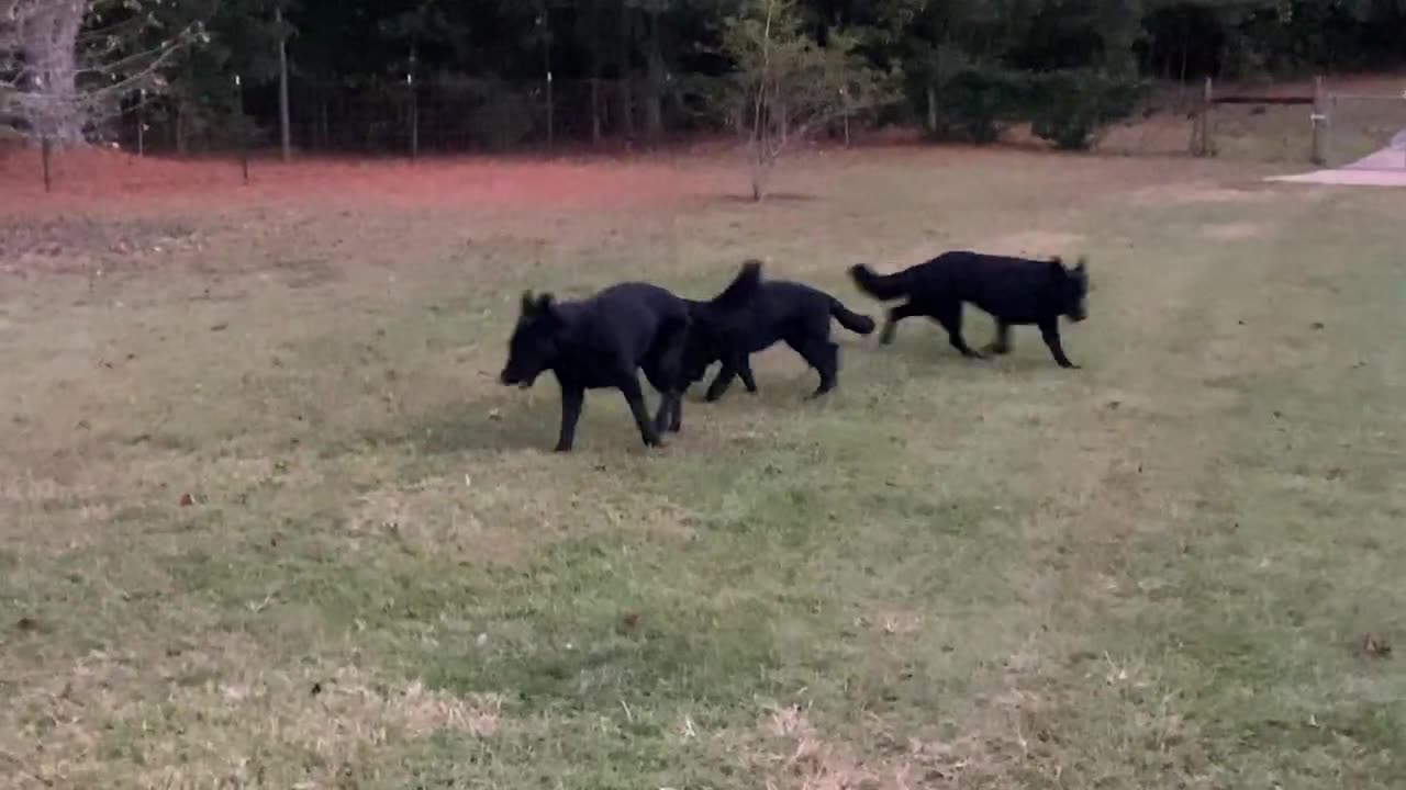 4 FABULOUS Black German Shepherds LOOSE!!!