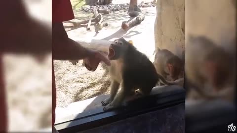 Try Not To Laugh Watching Funny Animals Compilation Funniest Animals