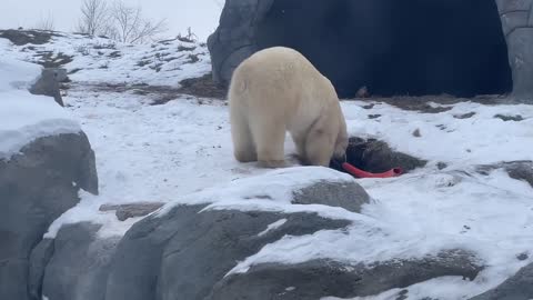 Mr. Polar Bear Finds a New Toy - November 29, 2022