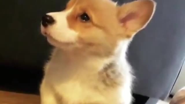 A lonely dog is howling at its owner
