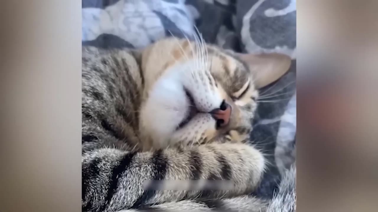 Funniest Dogs and Cats Compilation!!