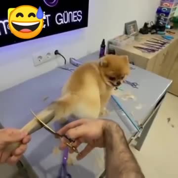 New style dog tail hair cutting 🐕 #shorts video🐕
